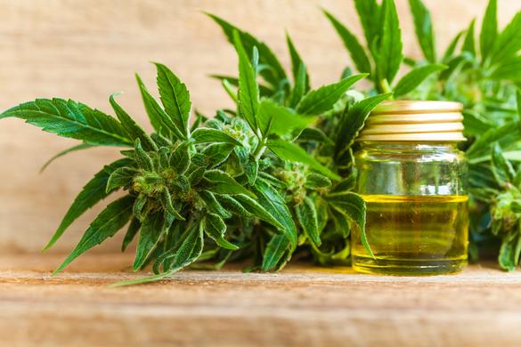 cbd oil for beginners